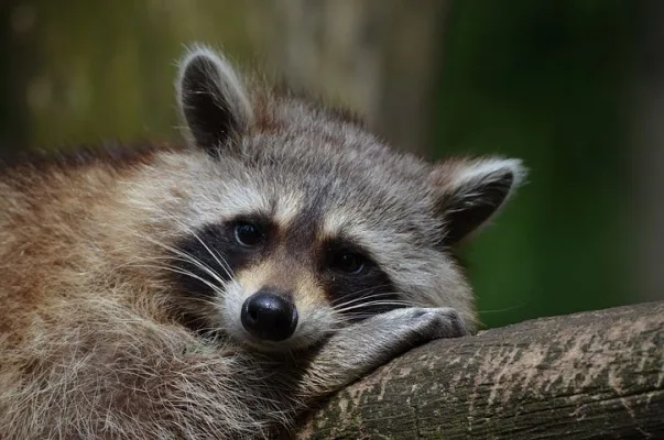 Raccoons/Cats in the 66th Precinct