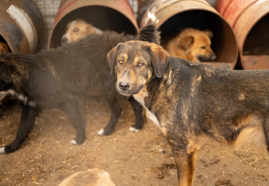 Stop animal abuse in Romania, an EU country!