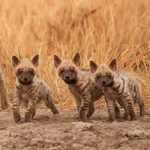 Stop the Hunting of the Lebanese Striped Hyenas