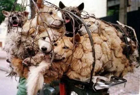 Save the dog lives and stop the SLAUGHTER in Penang Malasia