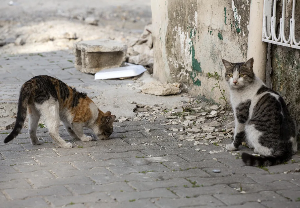 Help put an end to animal homelessness
