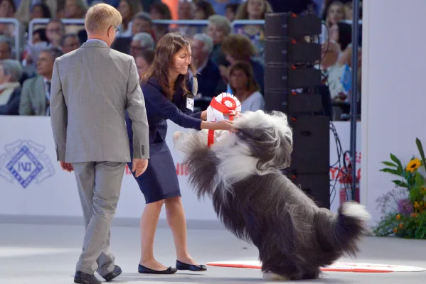 Save Our Dog Shows