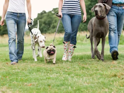 Pet Tourism in Green Lake, WI
