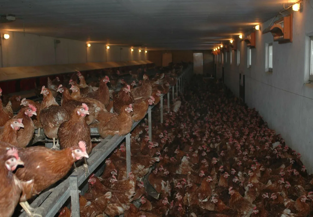 SIGN THIS PETITION FOR ENFORCEMENT OF HUMANE EUTHANASIA PRACTICES IN SLAUGHTERHOUSES IN CALIFORNIA