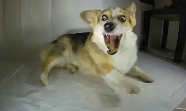 Support the Corgi Purge