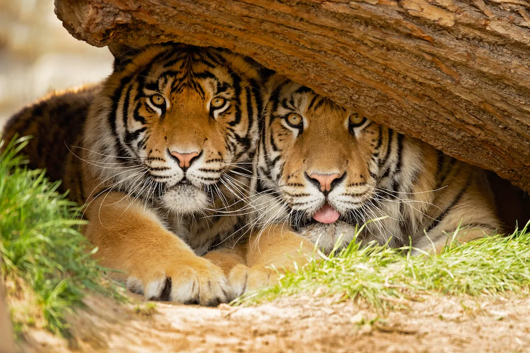 SAVE TIGERS 