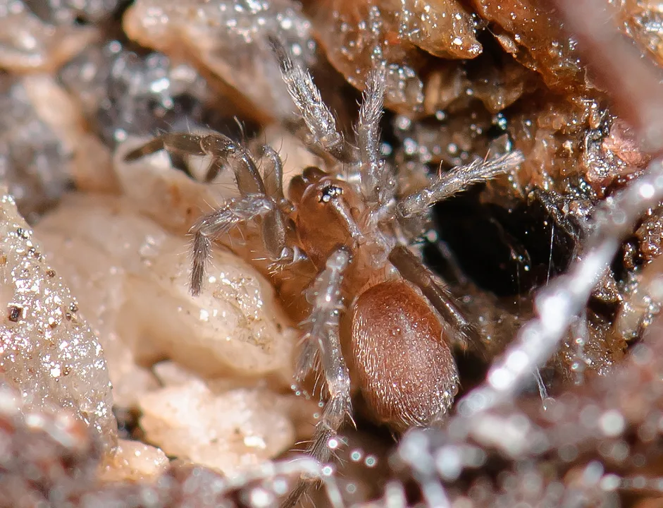 Save the Spruce Fir Moss Spider