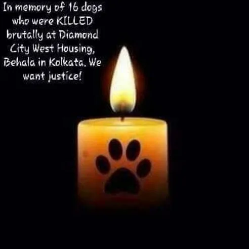 In memory of 16dogs who were killed brutally at Diamond City West Housing, Behala in Kolkata. WE WANT JUSTICE!