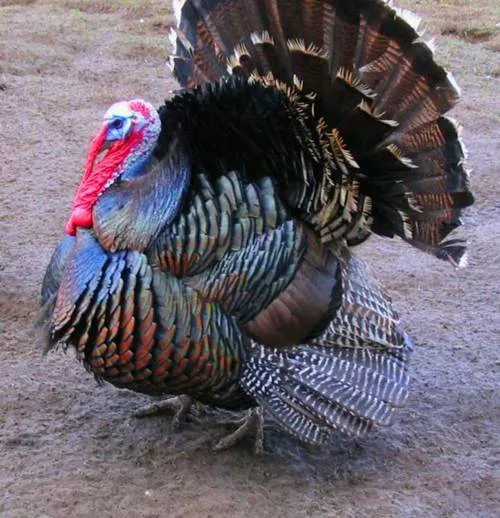 Turkey for Christmas dinner at the Shaw household