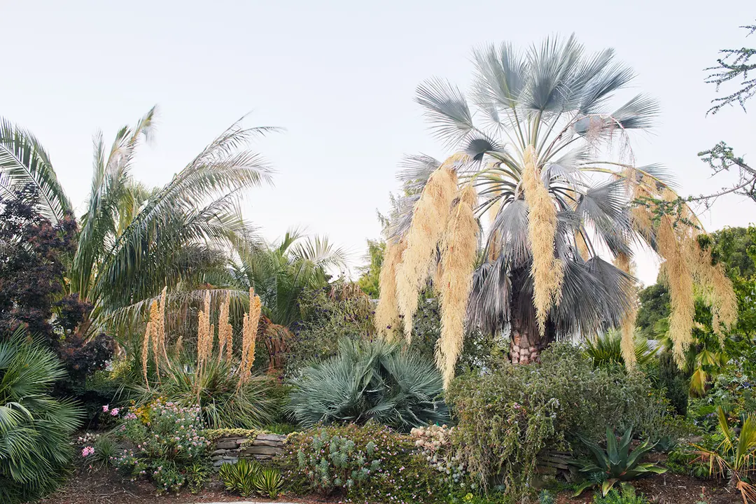 Save my Berkeley garden