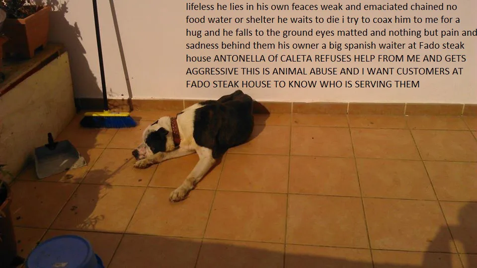 police guardia civil and seprona help this dying dog abused and emaciated chained by portuguse waiter from fado steak house caleta de fuste to get thi