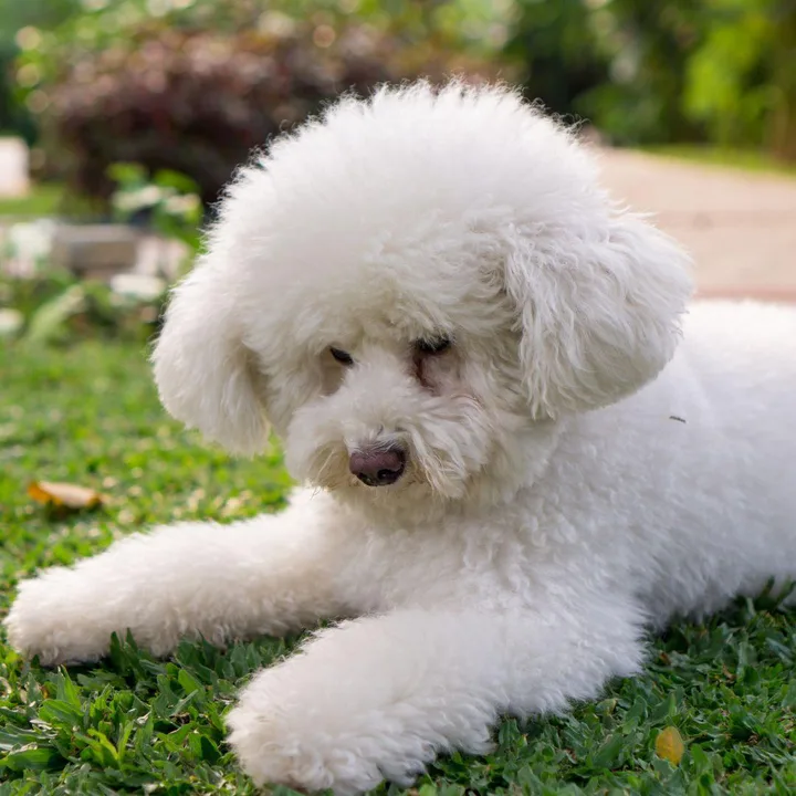 Help Jacqueline (Jackie)&David (Dave) get their toy poodle back from The SPCA