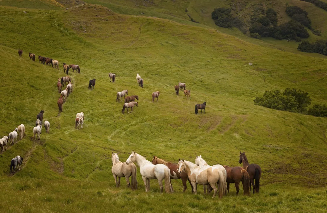 STOP HORSE SLAUGHTER WORLDWIDE