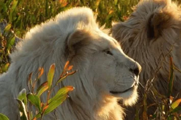 Save The Lions!