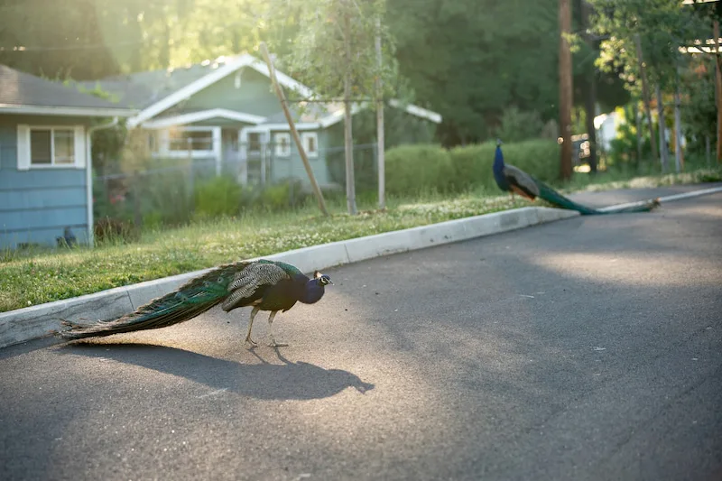 Control of Coconut Grove Peafowl Overpopulation