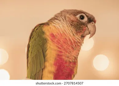 i want a birb