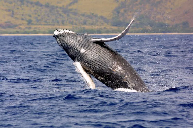 Against Whale Slaughter