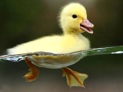 Save the Ducks