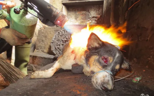 Save the dogs in China from being cooked alive