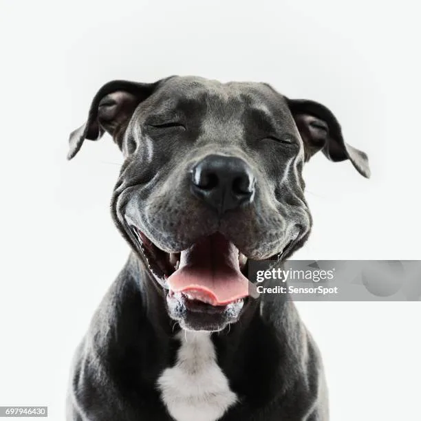 SAVE THE PITBULLS