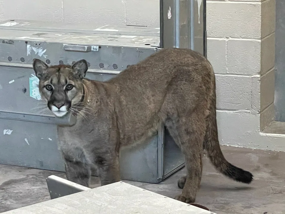 Save the Corvallis NW Cougar!!