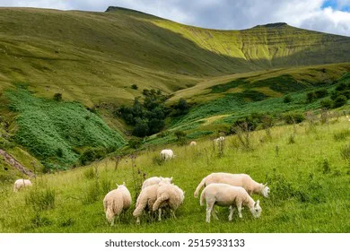 Welsh Animals Rights movement