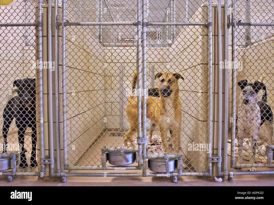 STOP THE CUMBERLAND COUNTY BREED BAN!!!