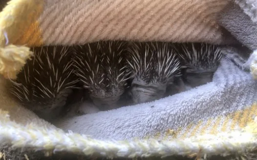 Official Hedgehog Warning Signs for Market Weighton