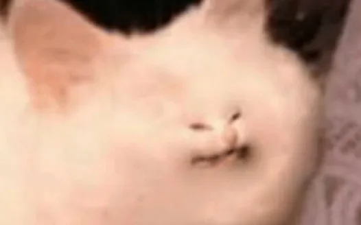 Mom can I have a cat