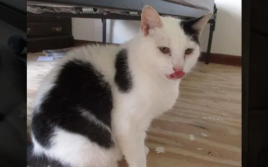 Let Ethan adopt Puff!