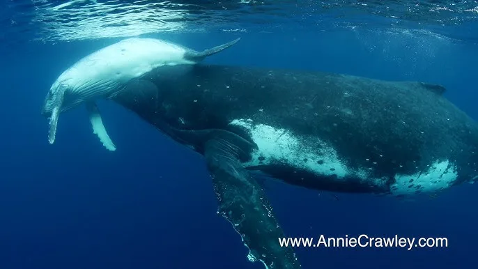 save baby whale  colin