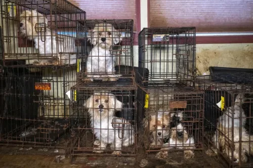 Yo Stop Puppy Mills.