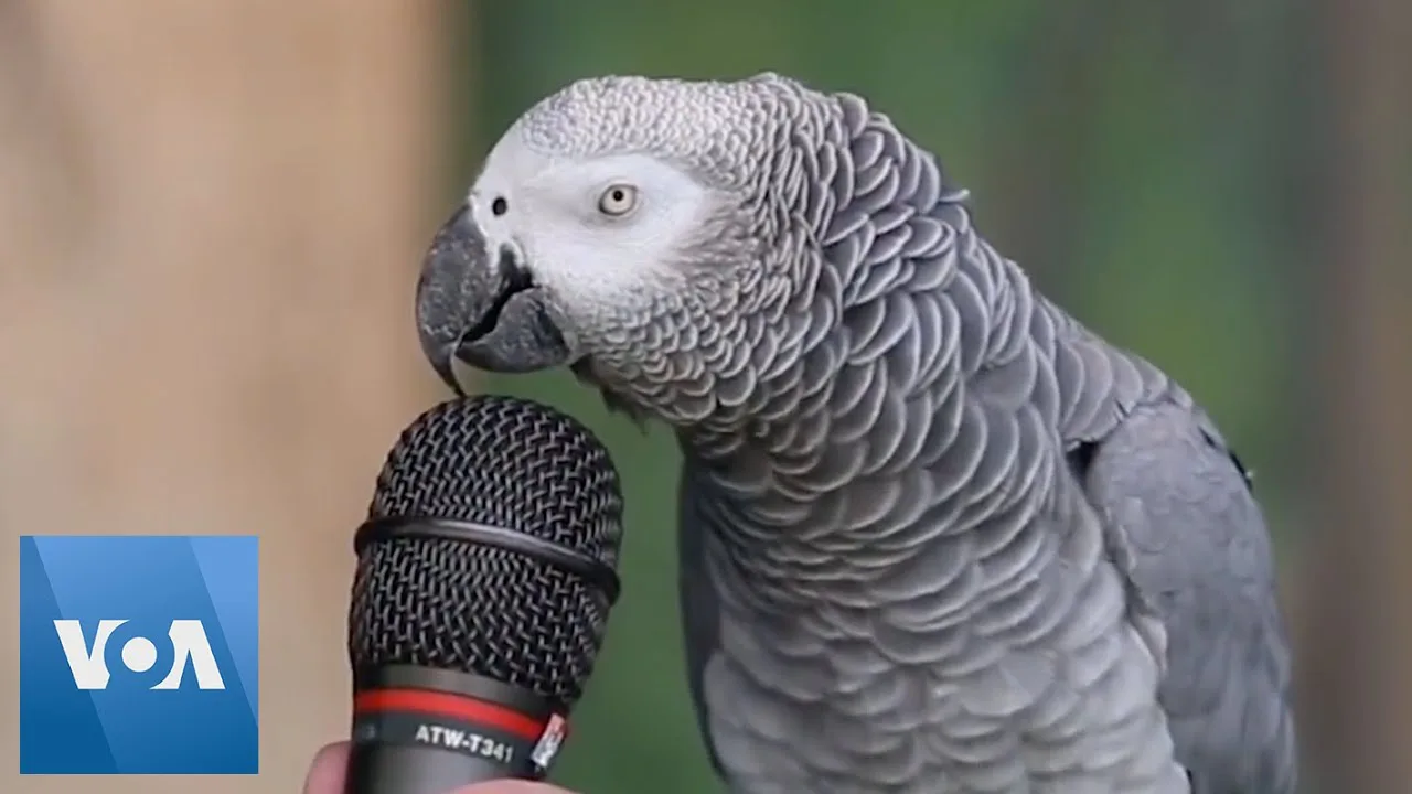 To Make Animals Talk in Real Life