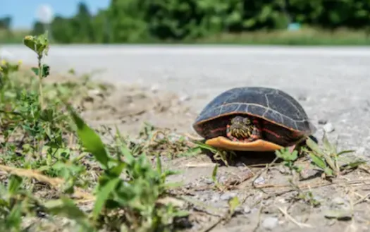 Protect Kingston's Freshwater Turtles