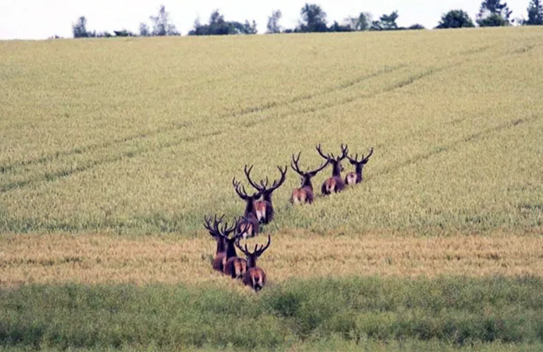 Save The Ward Union Stag Hunt in Ireland