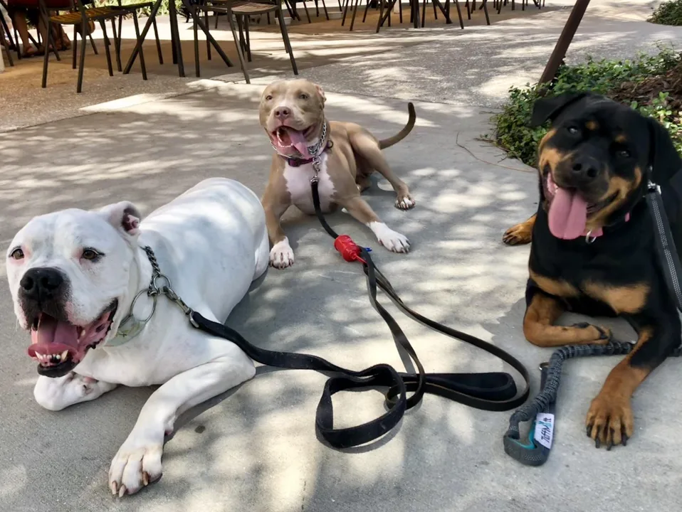 Stop the Minnesota Breed Ban