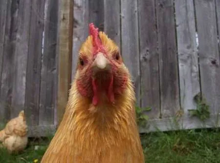 Allow Backyard Chickens in Belleville