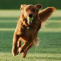 Keep the Dog Park Intact!