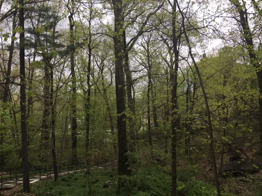 PETITION TO THE BRONX BOROUGH OFFICE  TO WORK WITH THE COALITION TO SAVE BRUST PARK  TO BUY LOT 890 AT 3893 WALDO AVENUE, BRONX NY 10463 FROM DEVELOPE