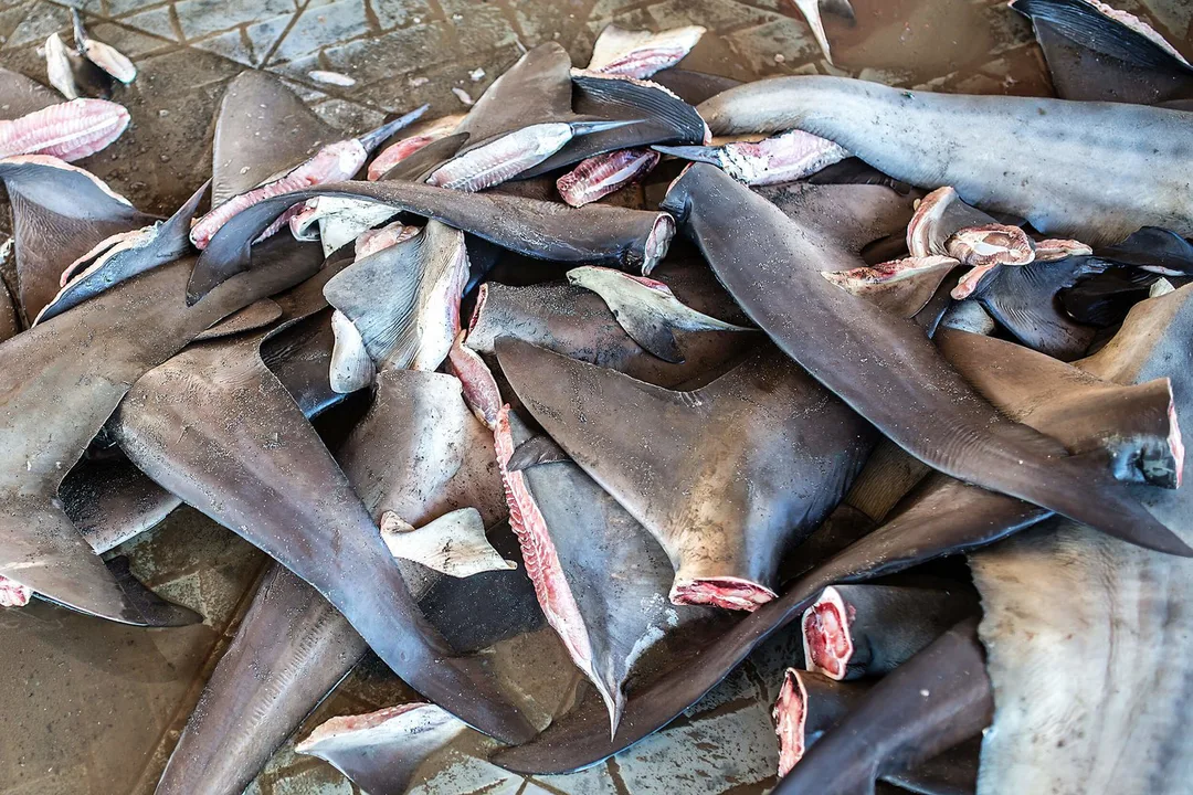 Ban Shark Fins and Shark Fin Soup in the Region of Peel