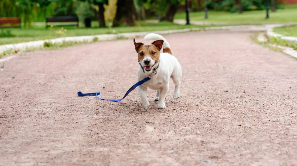 Enforce leash law