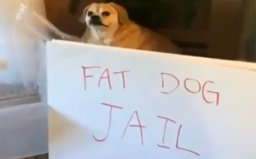 Let the dog out from the "fat dog jail"!