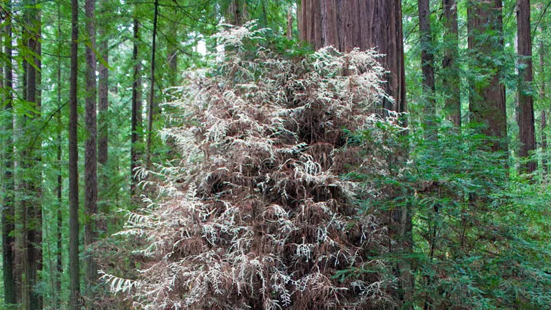 Save the rare sacred albino redwood from beeing sencelessly cut down
