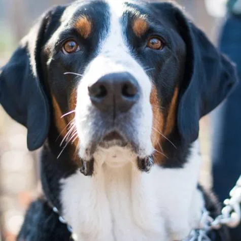 Get a Therapy Dog at Shepherd High School
