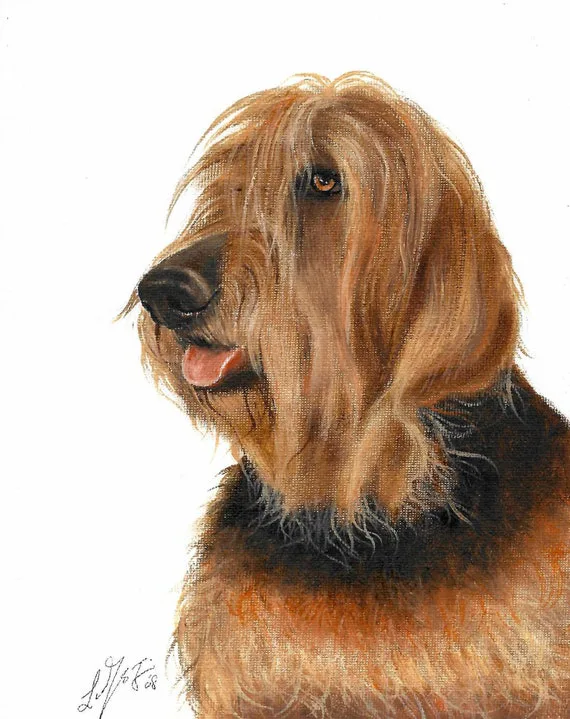 Save The Otterhound
