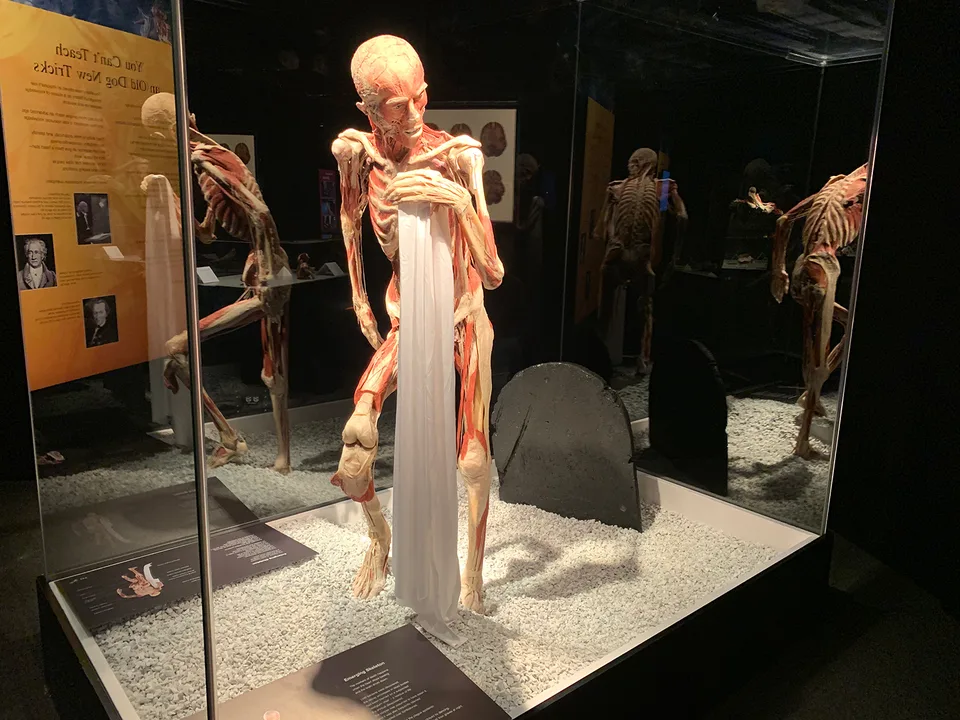Prohibit the displaying of human remains...