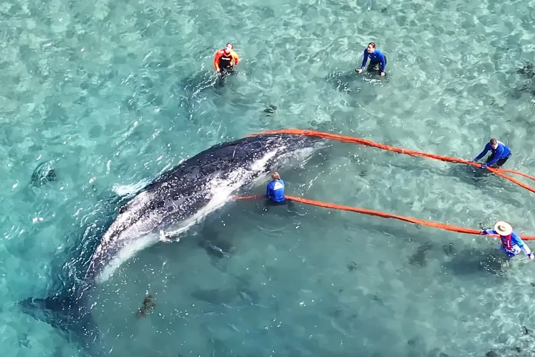 SAVE COLIN THE BABY HUMPBACK