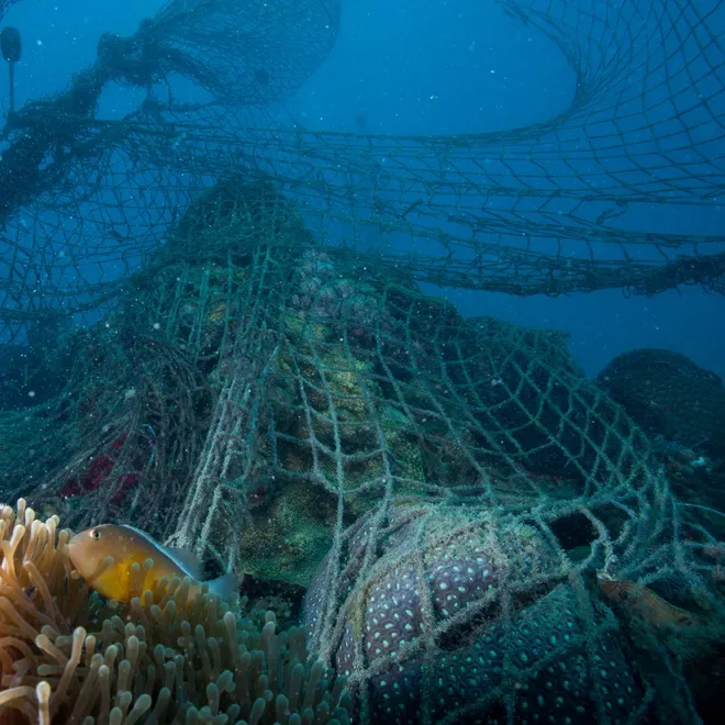 Help Ban Set-Netting in New Zealand 