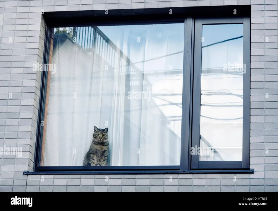 Allow renter's in the Lower mainland to have PETS!