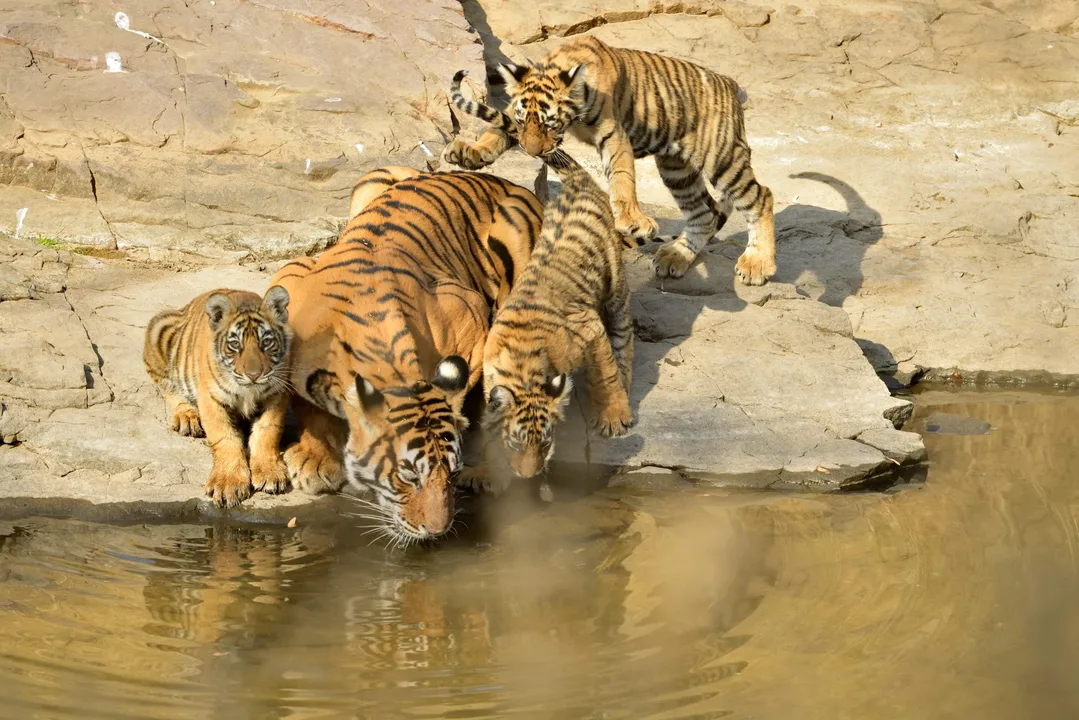 Save Our Tigers
